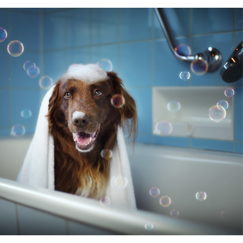 Pet Shampoo